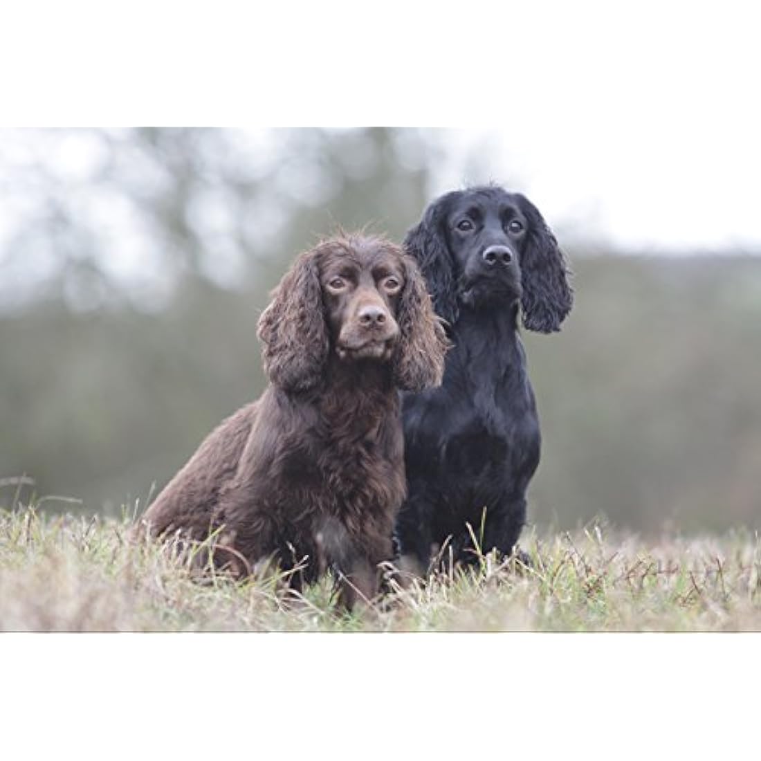 Skinner's Field & Trial Complete Dry Working 23 Adult Dog Food, 15 kg (Pack of 1)