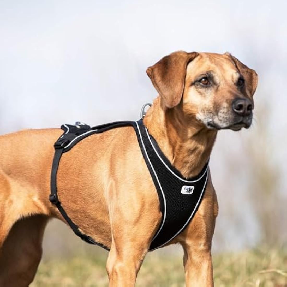 Curli Belka Comfort Harness Black XS