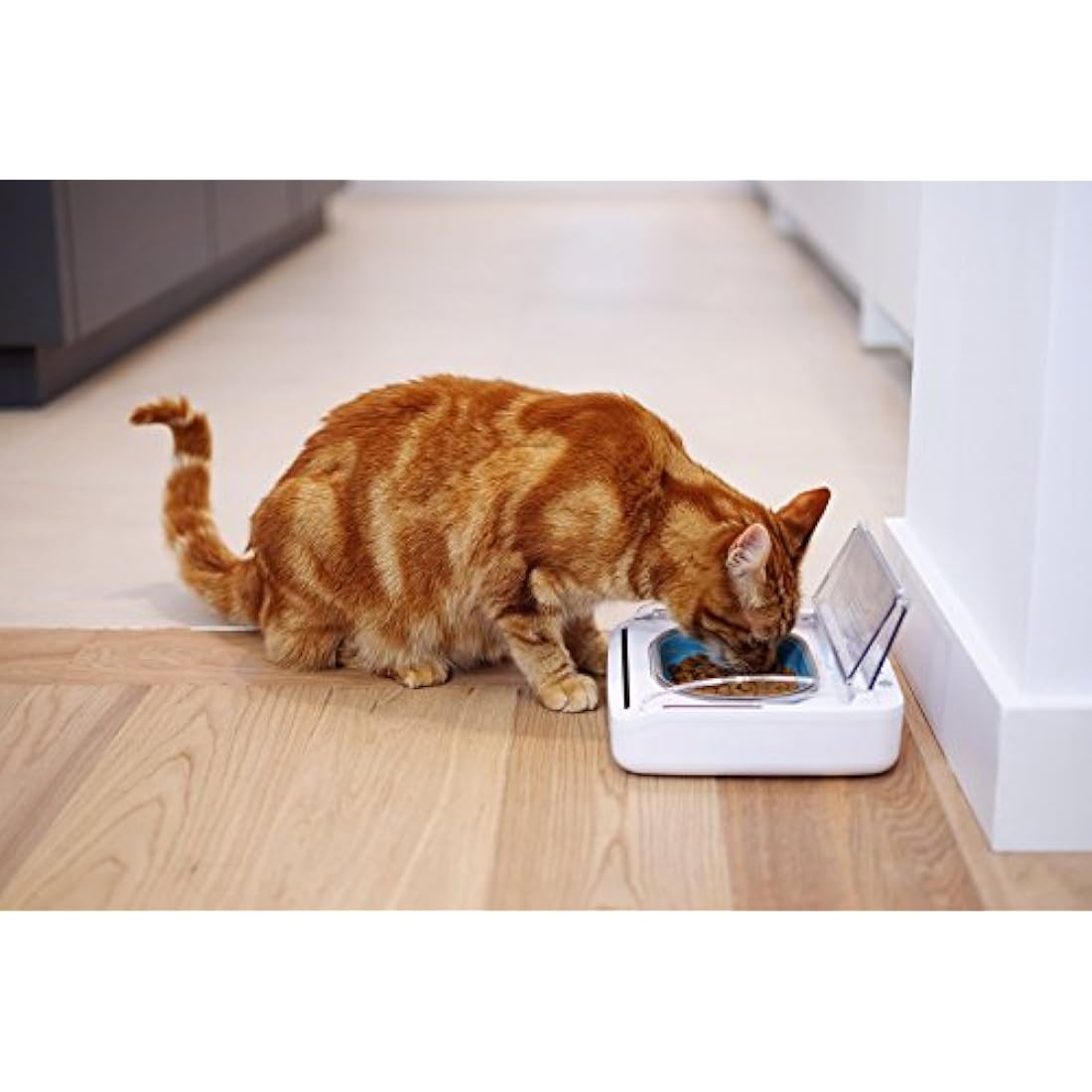 Sure Petcare SureFeed Sealed Pet Bowl for Cats and Small Dogs, Motion Activated Lid, Works for Wet and Dry Food, Keeps Food Fresh, Locks Odours in, White, 4xC Cell Batteries Required, Not Included