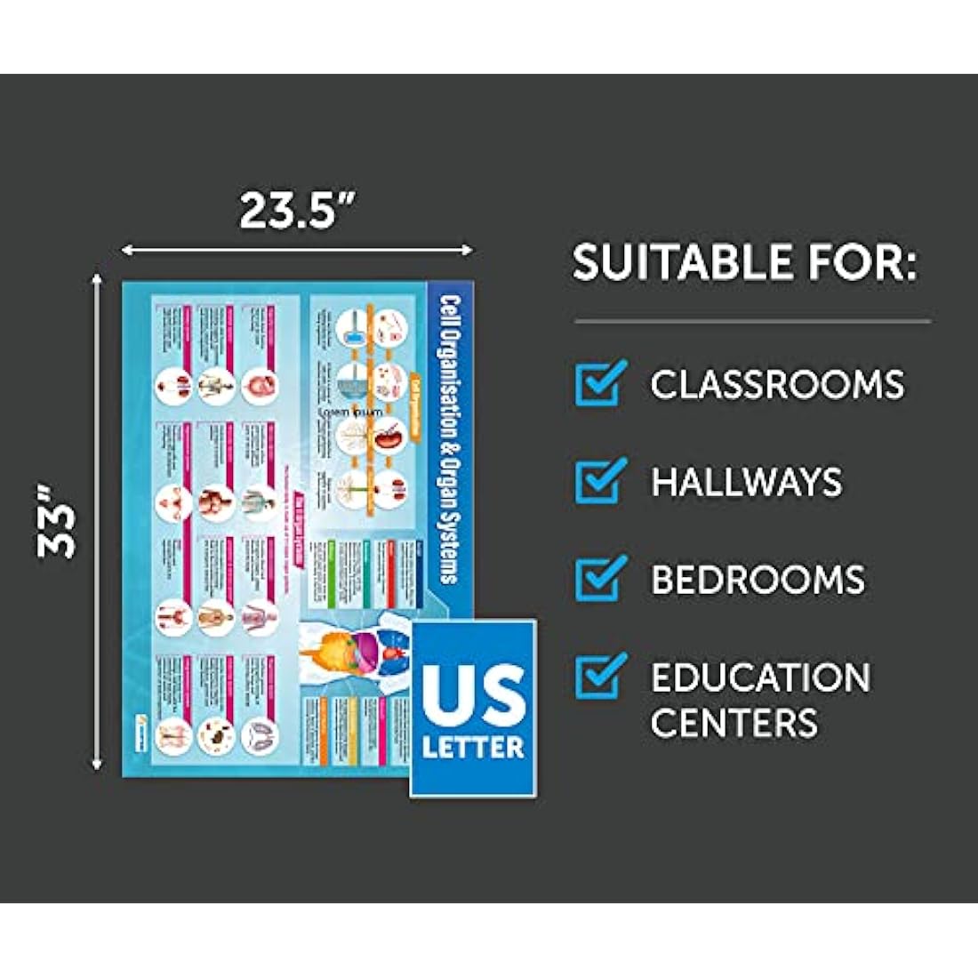 Daydream Education Biology Posters - Set of 13 | Science Posters | Gloss Paper measuring 850mm x 594mm (A1) | Science Charts for the Classroom | Education Charts