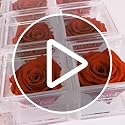 A 100% Real Rose That Lasts Years - Eternal Petals, Handmade in UK, Flowers Delivery Next Day Prime – White Gold Solo (Red)