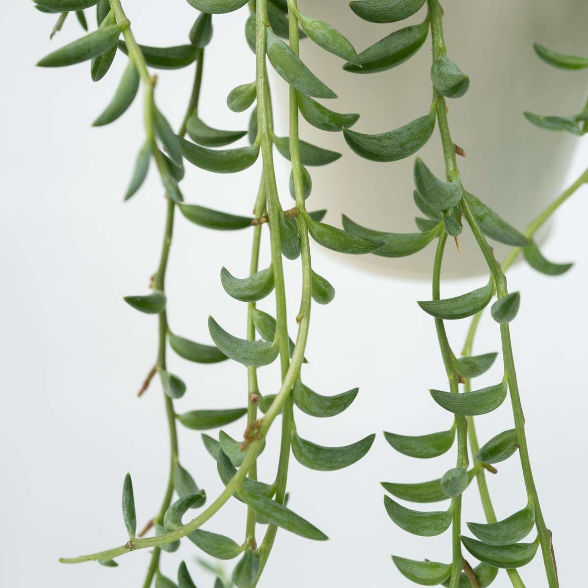 String of Bananas - 2 pcs. - Senecio radicans - Height 10-20cm - ⌀12cm