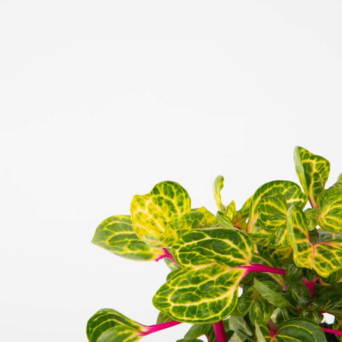 Bloodleaf plant - Iresine herbstii - Height 20-30cm - ⌀13cm