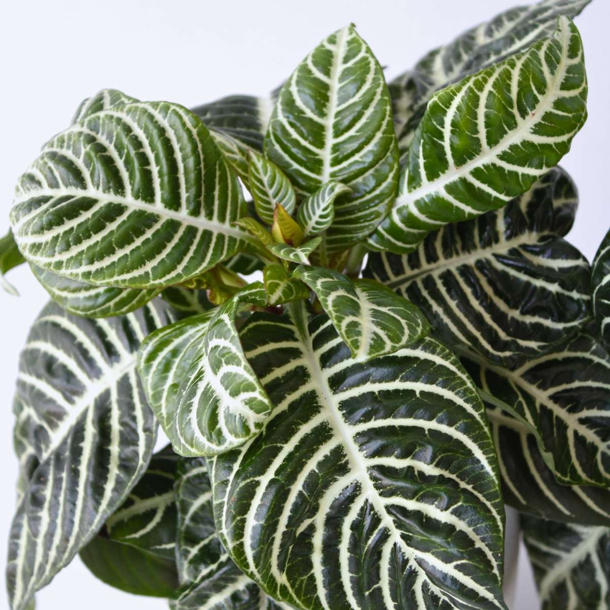 Zebra Plant - 4 pcs. - Aphelandra squarrosa 'Botanica' - Height 25-45cm - ⌀13cm