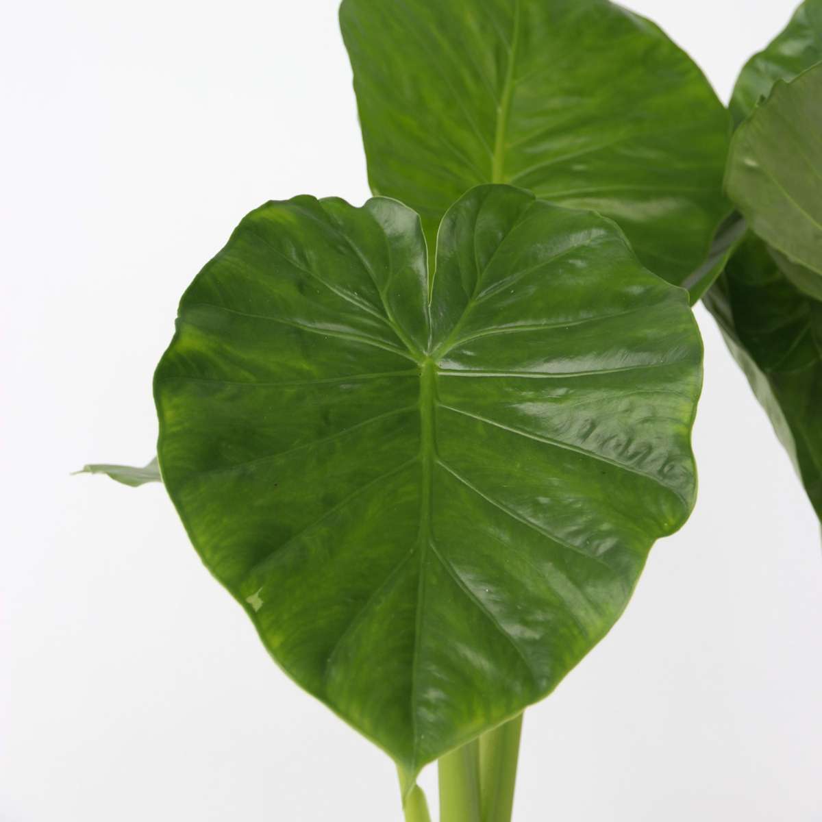 Elephant's Ear - Alocasia 'Odora' - Height 55-75cm - ⌀17cm