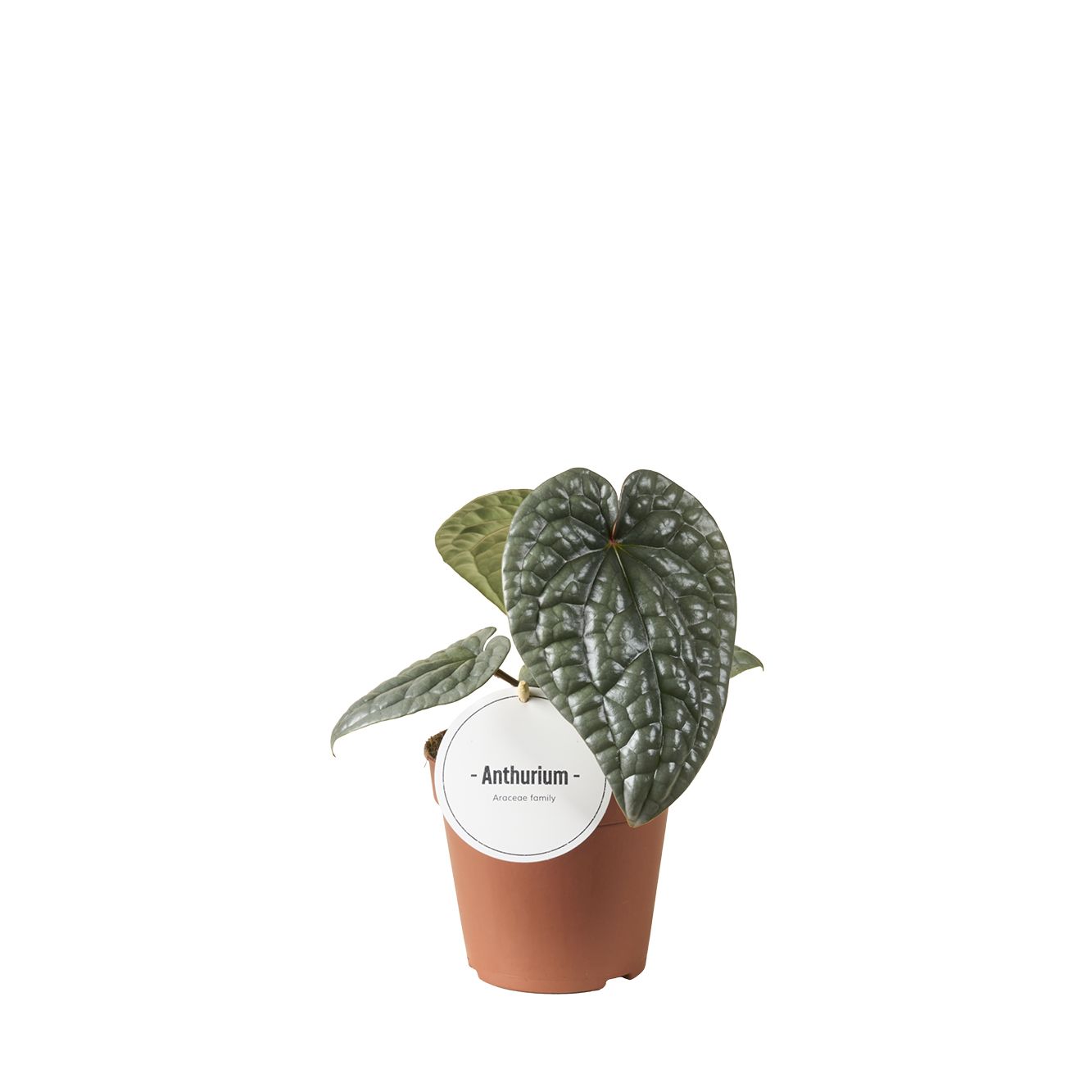 Anthurium Luurians
