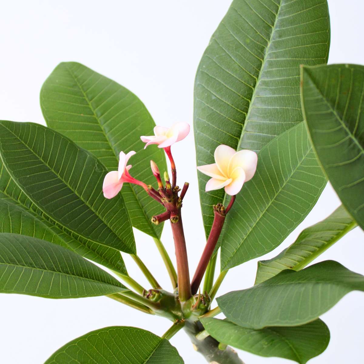 Frangipani - Plumeria rubra 'Pink' - Height 55-70cm - ⌀17cm