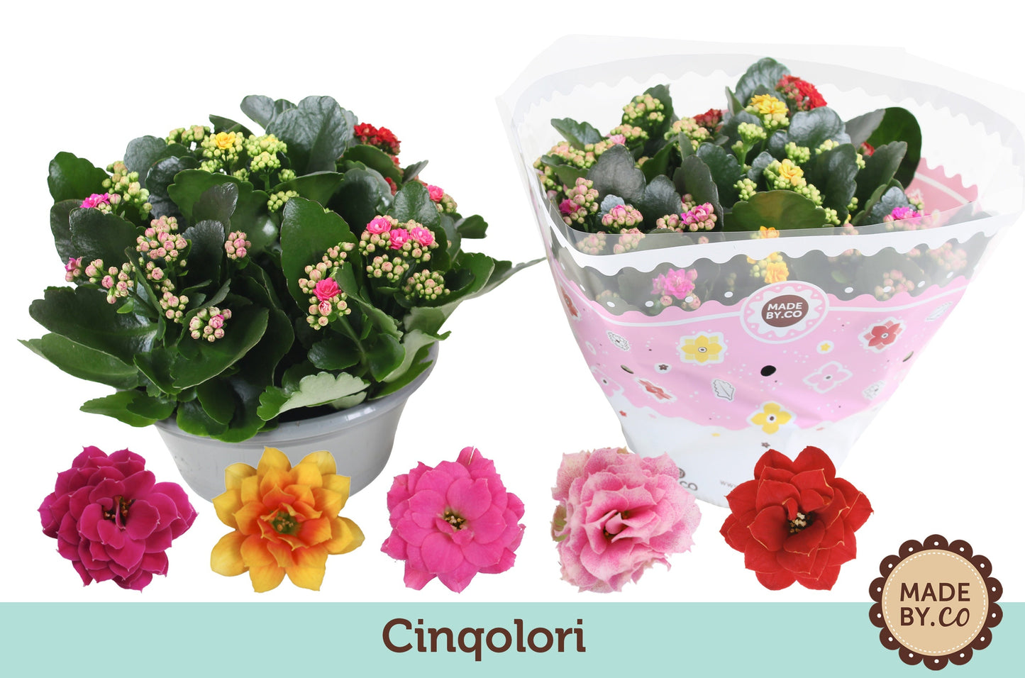 Kalanchoe Gev Gemengd Carnaval
