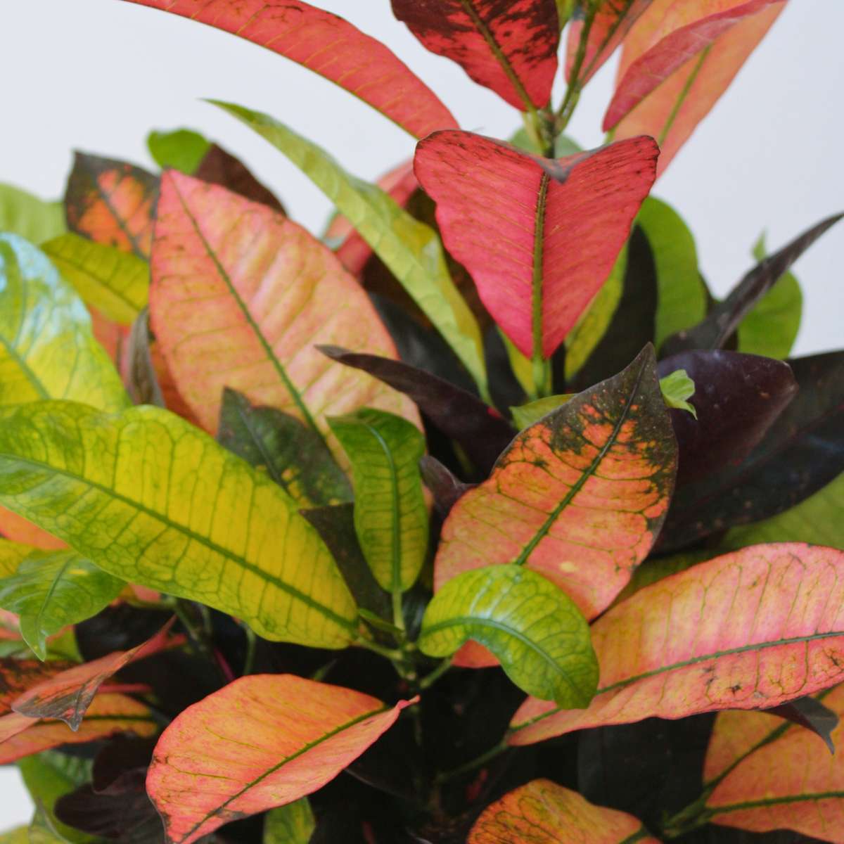 Croton - Codiaeum variegatum ‘Mrs. Iceton’ - Height 90-100 cm - Pot 27 cm