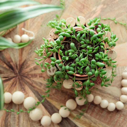 String of Pearls - 2 pcs. - Senecio rowleyanus - Height 10-20cm - ⌀12cm