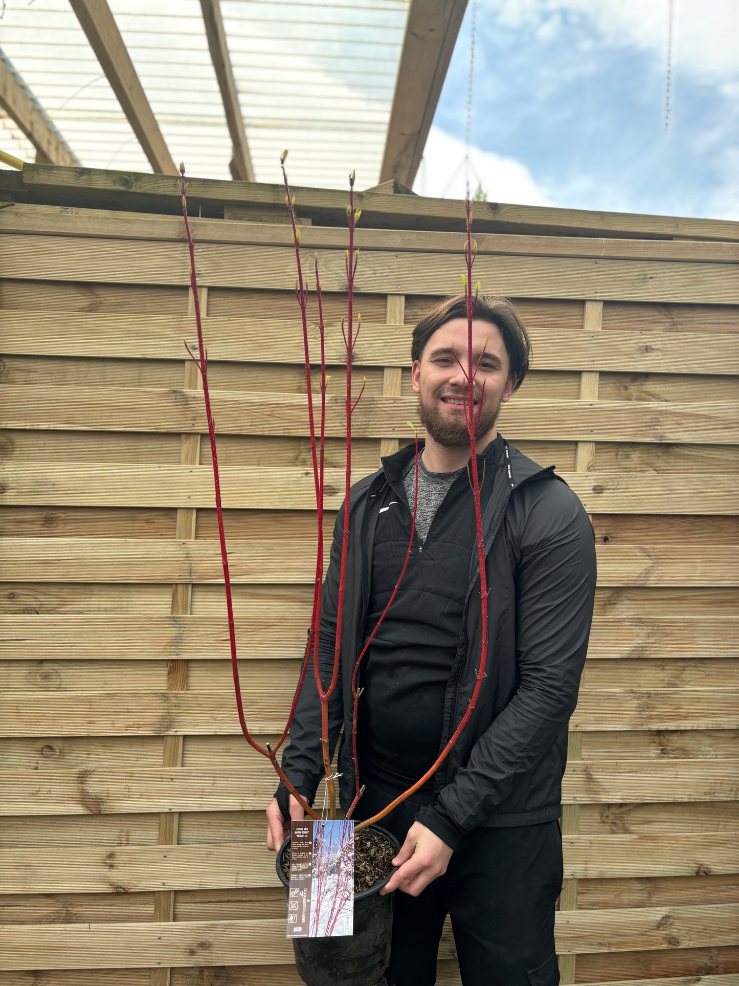 Cornus 'Sibirica' (Siberian Dogwood) 2L