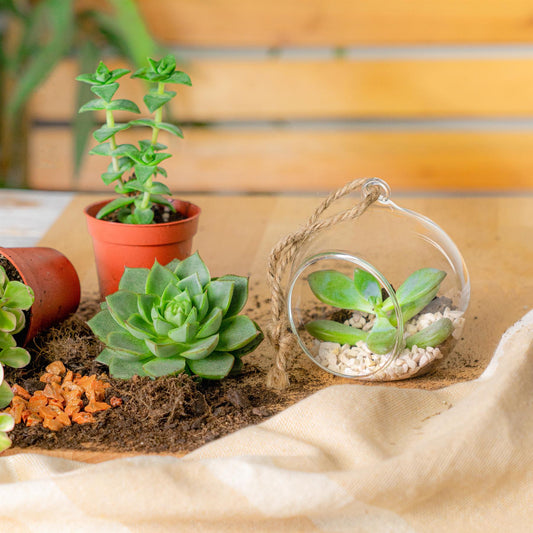 8cm Hanging Glass Succulent Terrarium