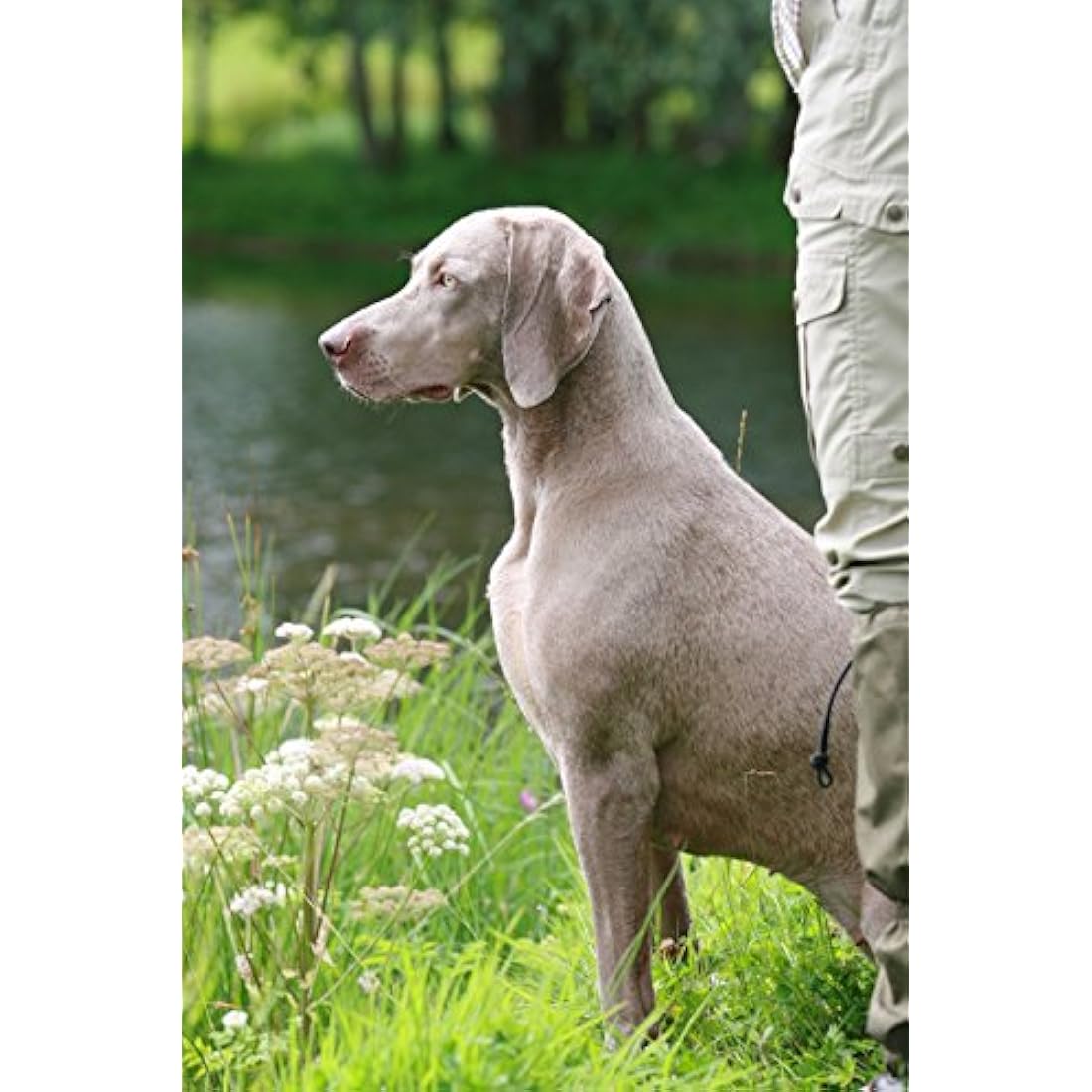Skinner’s Field & Trial Maintenance Plus – Complete Dry Adult Dog Food, For Less Active Dogs, Contains Joint Aid, 15kg