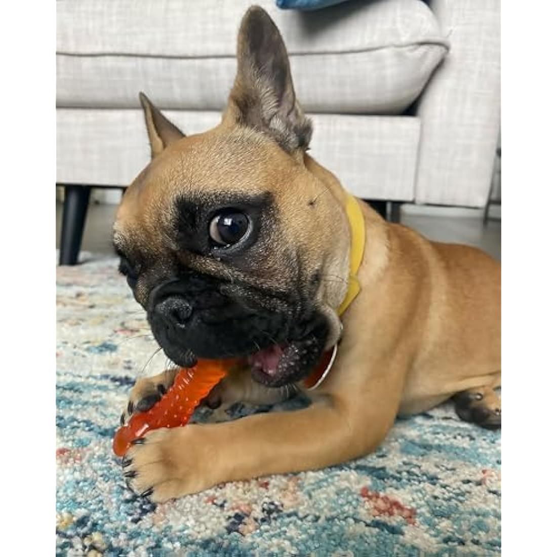 Nylabone Puppy Dog Teething Colour Change Freezer Bone Dog Chew Toy, Lamb & Apple Flavour, Small, for Puppies Up to 11 kg