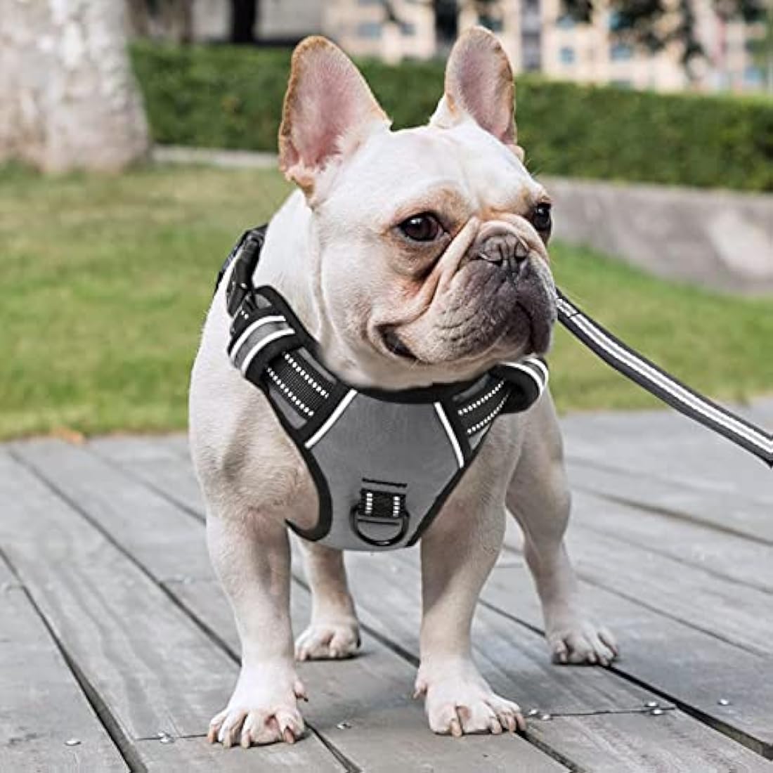 HEELE No Pull Dog Harness - Small, Reflective, Adjustable with Front & Back Leash Attachments & Soft Padded Control Handle for Dogs Walking & Training, Grey, S