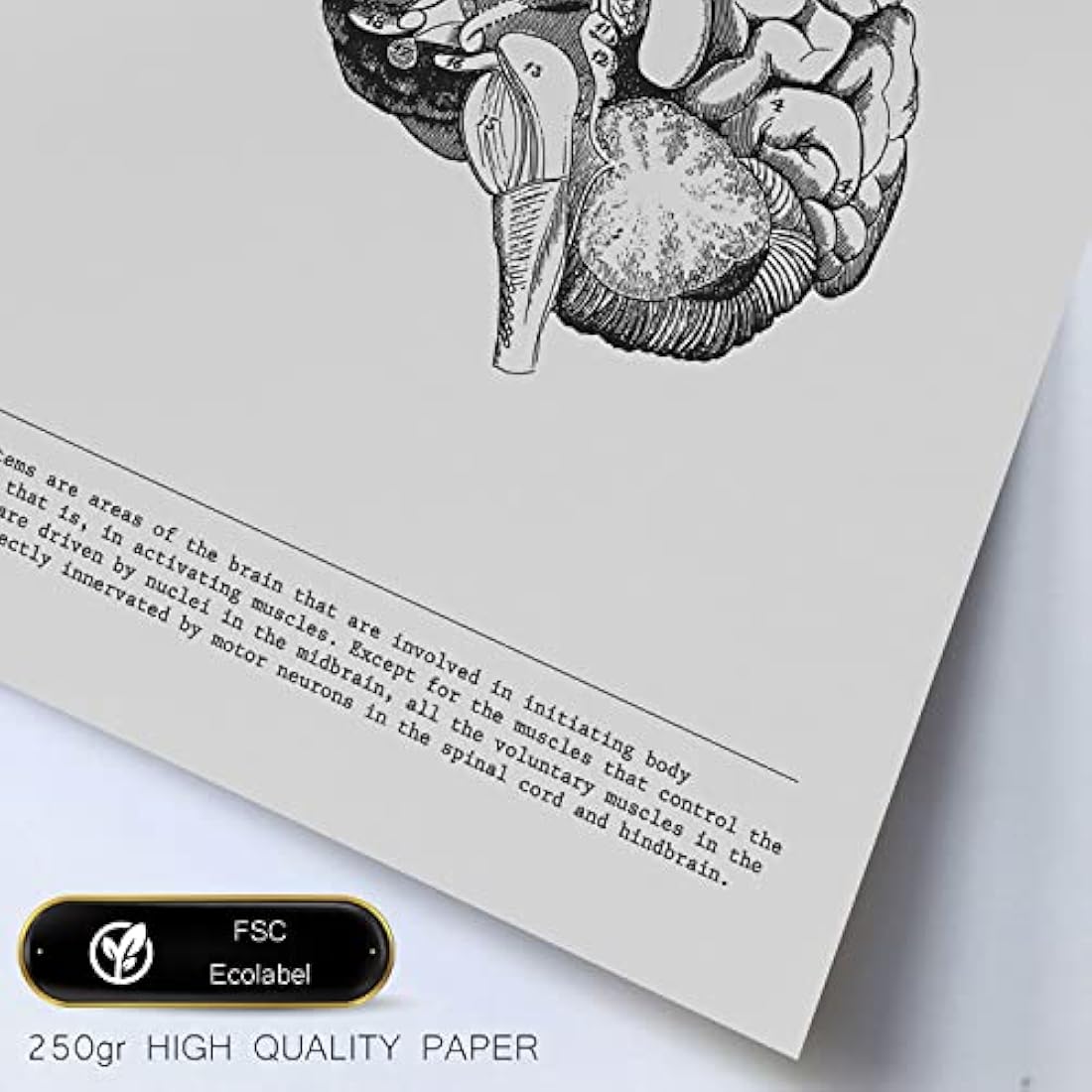 Nacnic Set of 6 posters of internal organs. Collection of plates with aesthetic collage for interior decoration. Sizes A3 and A4. With wooden frame.