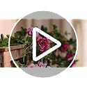 Veryhome 3PCS 7.9FT Artificial Purple Rose Flower Garland, Silk Hanging Floral Garland, Decorative Flower Vines for Room Decor Wedding Flowers Arches for Ceremony (Purple)