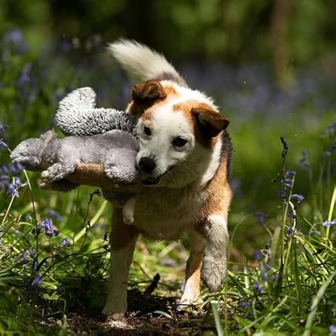 Petface Cyril The Squirrel Plush Dog Toy with Built-In Squeaker (Pack of 1)