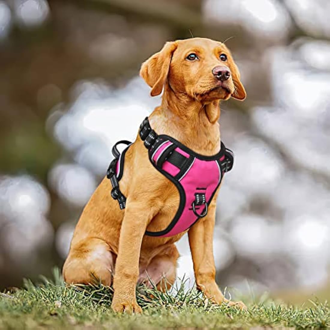 HEELE No Pull Dog Harness, Release on Neck, Reflective Adjustable with Front Back 2 Leash Attachments and Soft Padded Control Handle for Small Medium Large Dogs, Fuchsia, M