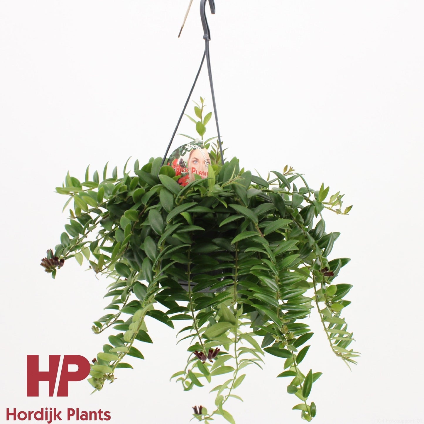 Aeschynanthus CaRose Improved