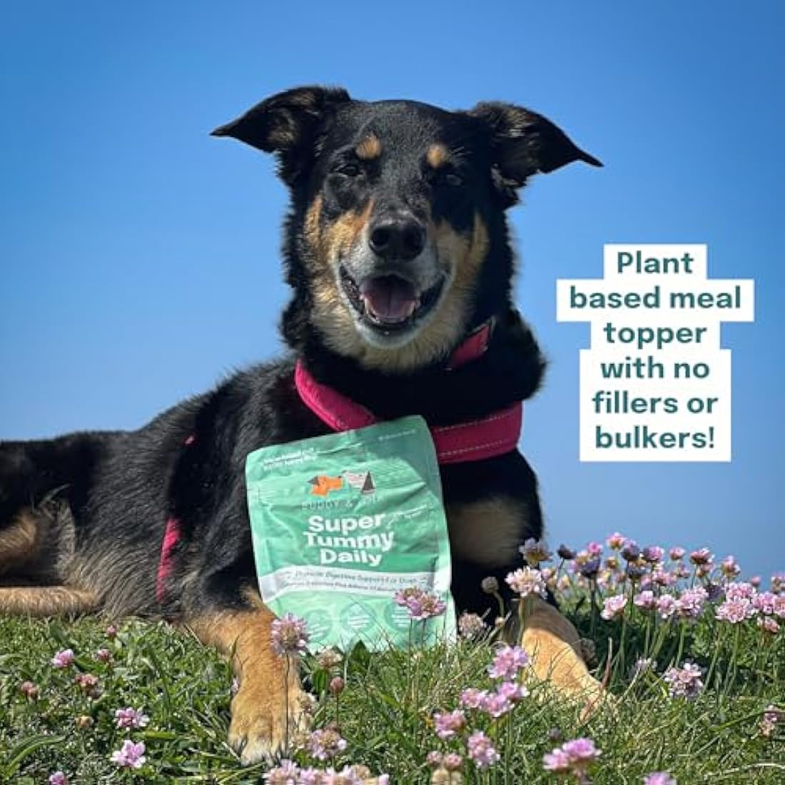 Buddy and Lola Probiotics for Dogs - High CFU Count, Plant-Based Dog Probiotics Powder for Gut Health and Skin Health - Essential Dog Soil Based Probiotic Supplement