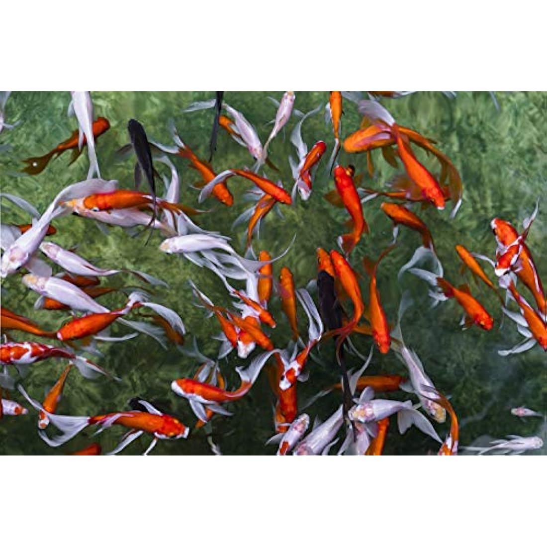 Pettex Premium Orange Koi Sticks 5 kg
