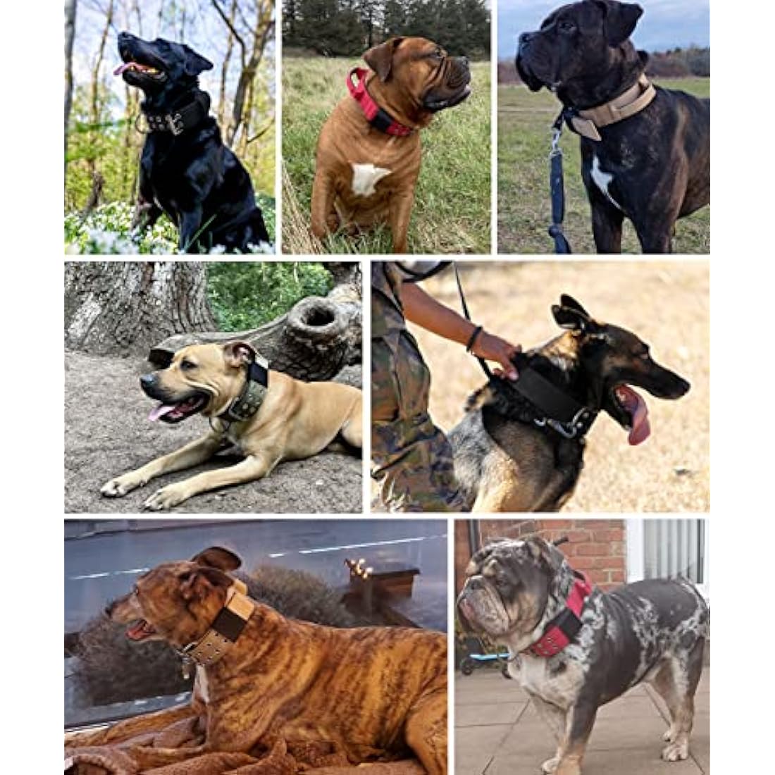 Dog Collar for Large Dogs - 5 cm Wide Collar with Handle for Extra Large Dog Breeds, Black, Soft Padded Neoprene Nylon Dog Collar for Large Dogs, Big Dog Collar 43-56 cm
