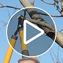 AIRAJ 40cm Tree Loppers,Loppers for Gardening with 3.5cm Cutting Capacity,Bypass Garden Lopper,Garden Shears Tool,Chops Branches Ease,More Power Branch Lopper