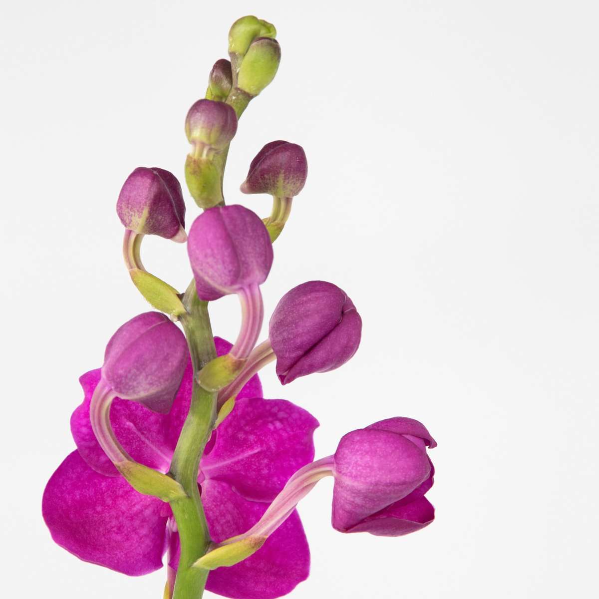 Vanda Orchid - Vanda 'Pink' - Height 55-65cm