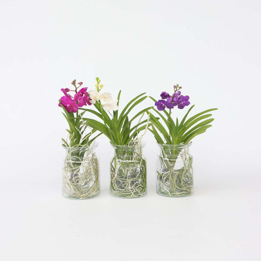 Vanda Orchid - Vanda 'Blue' - Height 40-50cm - ⌀14cm