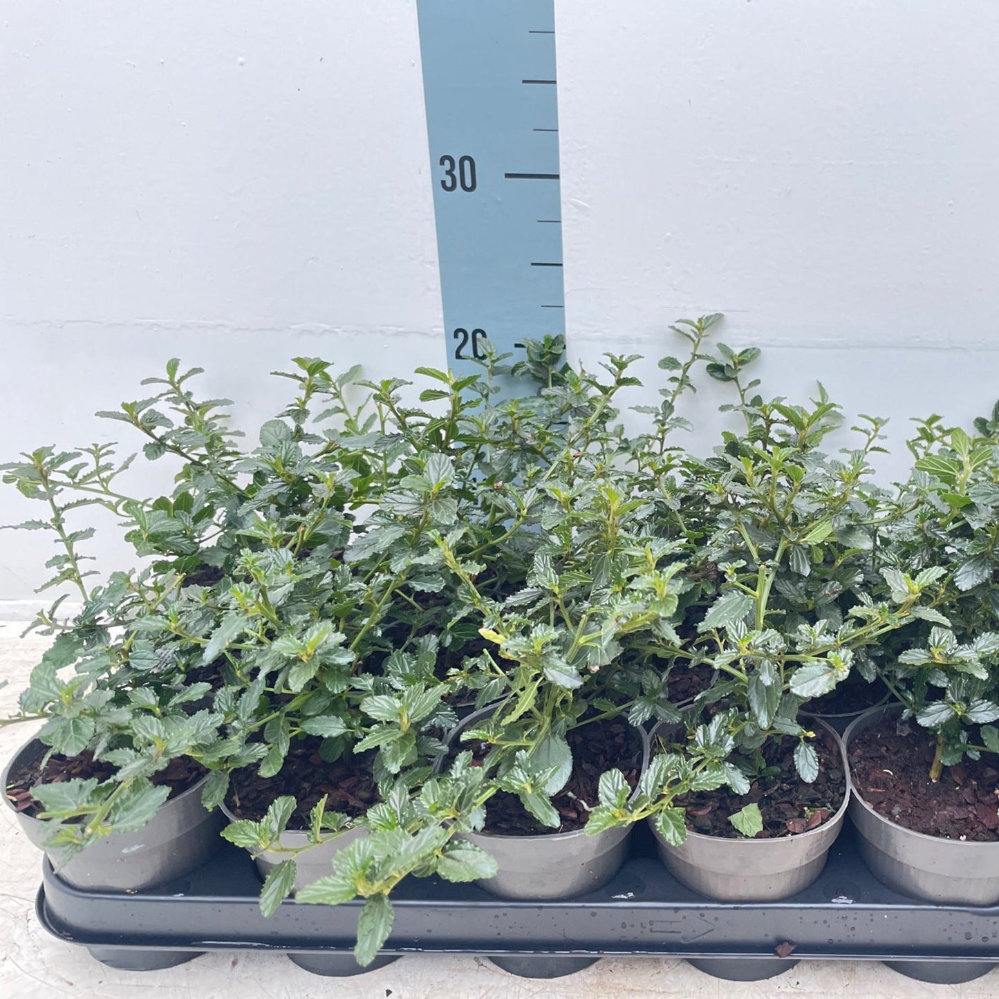 Ceanothus 'Victoria' (Californian Lilac) 9cm/2L