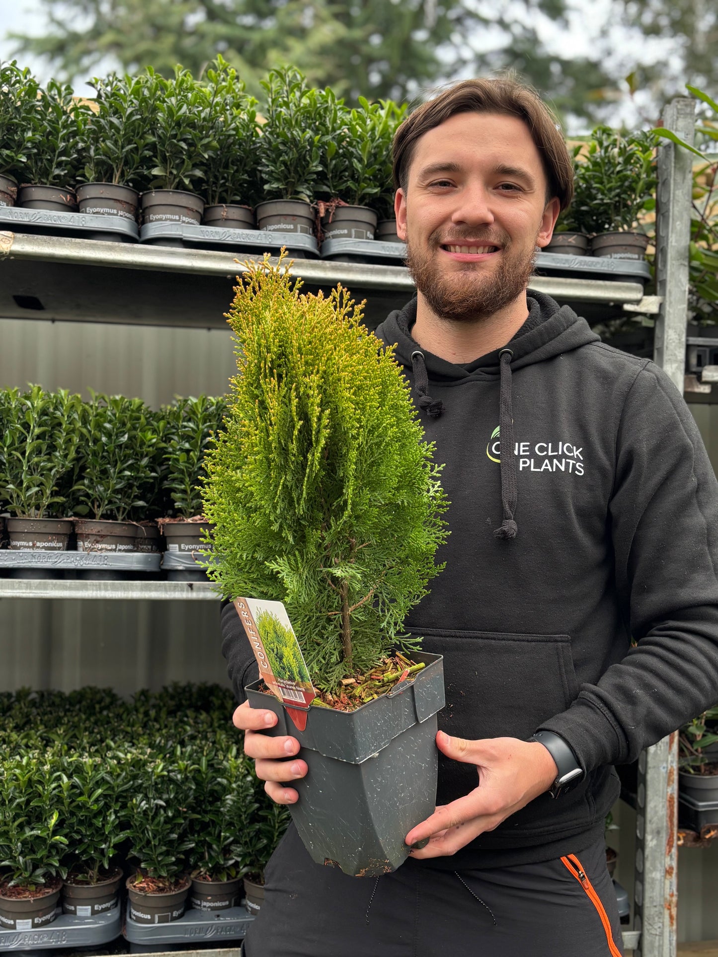 Platycadus orientalis 'Aurea Nana' 2L (40-50cm inc. pot)