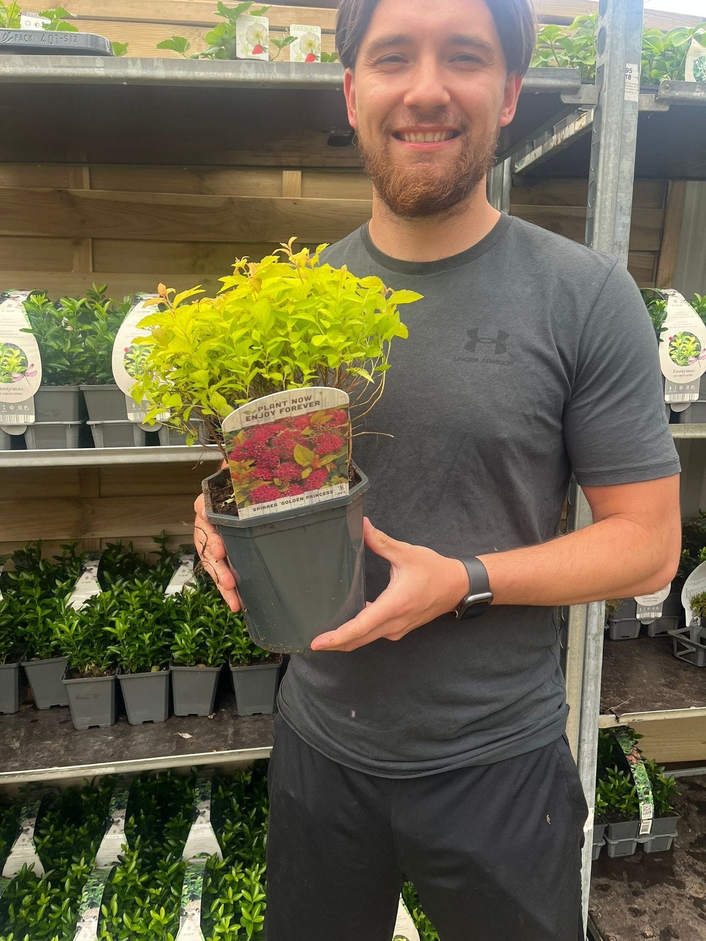 Spiraea japonica 'Golden Princess' 1L / 2L