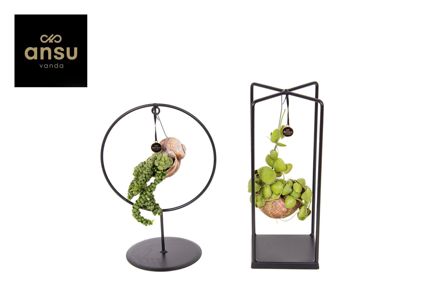 Dischidia Nu Shelly Cube/ring Gemengd Medium