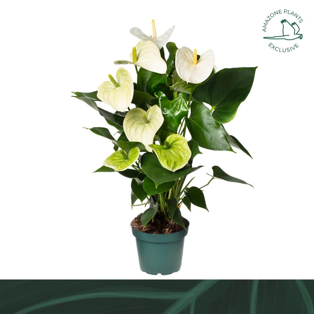 Anthurium An Samora