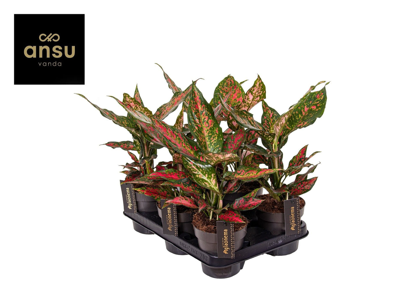 Aglaonema Strawberry Baby