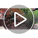 Darlac Snapper 1000mm Reach Pruner - Lightweight, Razor Sharp & Strong Ideal for Pruning, Deadheading & Collecting Fruit - Right & Left Handed Use - Perfect for Disabled Gardeners & Wheelchair Users