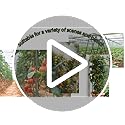 SZMDLX 3 Pack Tomato Cage, 48 Inches Large Tomato support Adjustable Green Sturdy Garden Plant Support Stake Garden Trellis Vertical Climbing Plants Support for Vegetables, Flowers, Fruit Grow