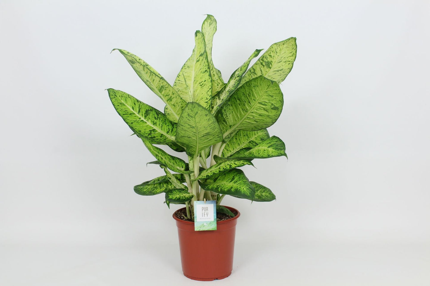 Dieff White Amazon