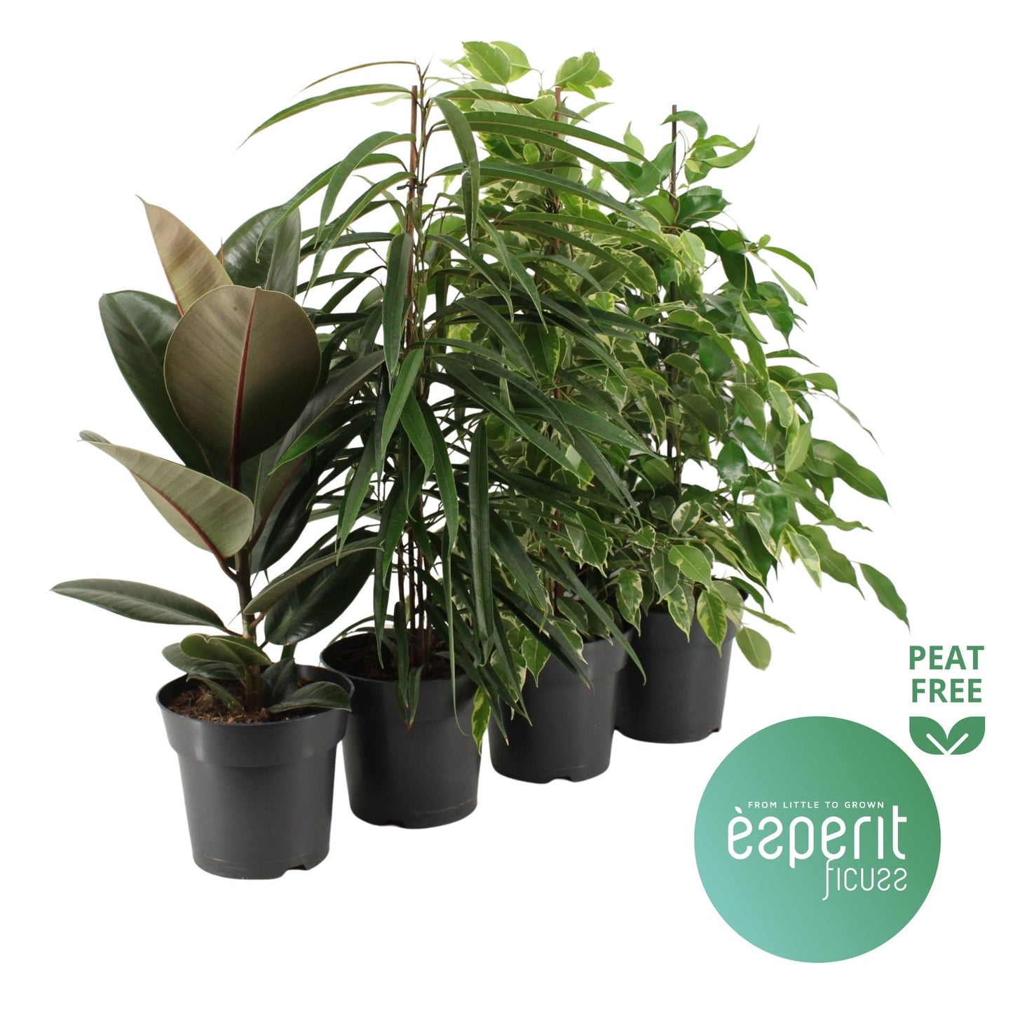 Ficus Gemengd