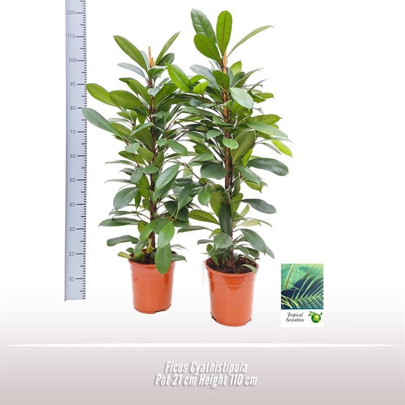 Ficus Cyathistipula