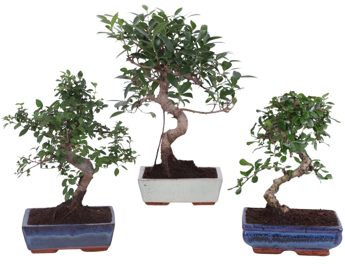 Bonsai (Outdoor) Gemengd Keramiek