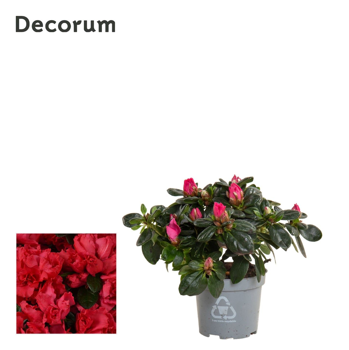 Rhodo Si Helmut Vogel