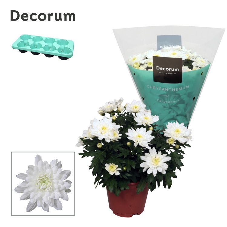 Chrysanthemum Grandezza Wit
