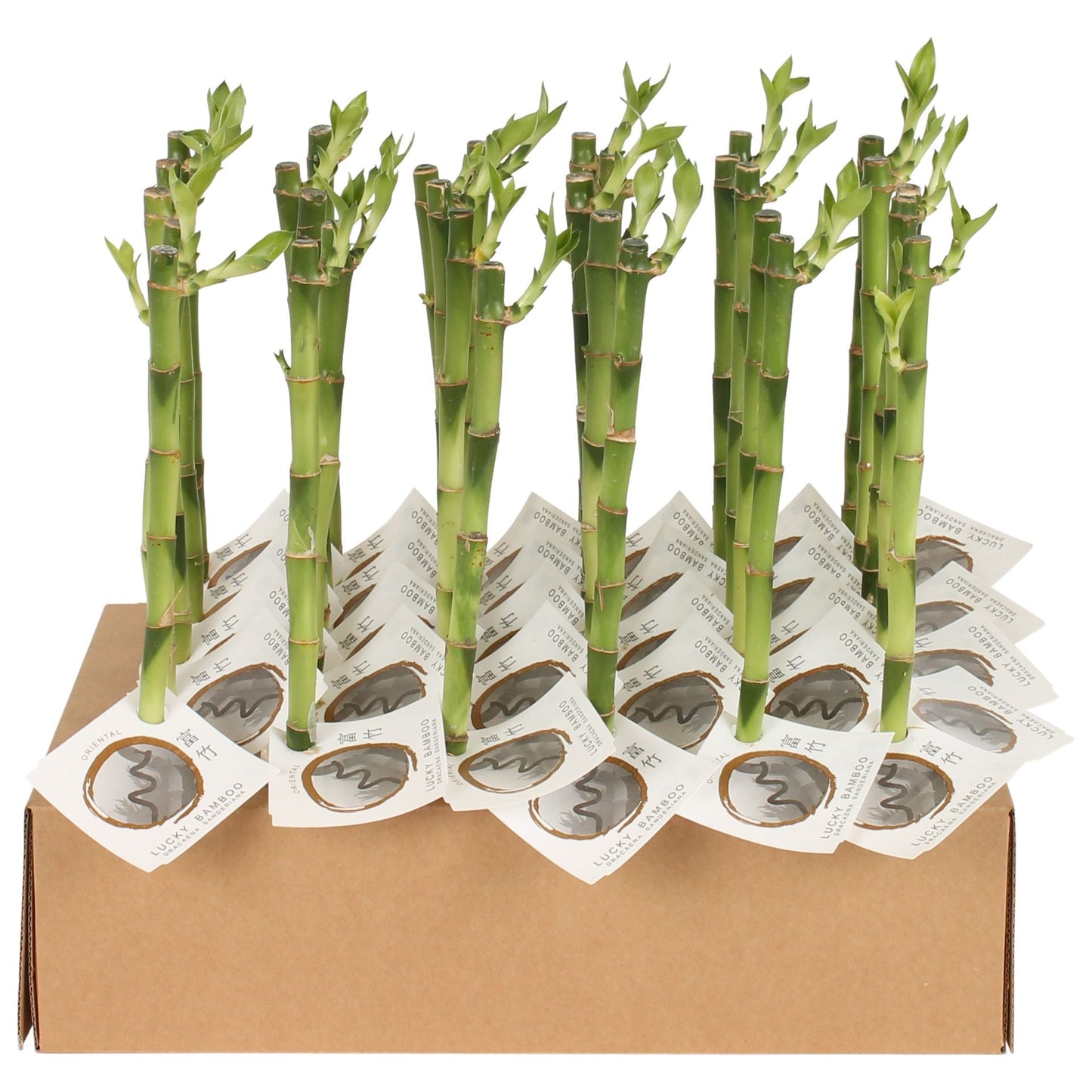 Dra Lucky Bamboo Straight