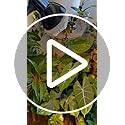 SANSI 36W LED Grow Light for Indoor Plants, 400W Equivalent Full Spectrum E27 Plant Grow Light Bulb for Seedlings Vegs Flowers Hydroponics (PPF: 65 μmol/s, 60° Beam Angle, Veg Cover: 2x4 Sq Ft)