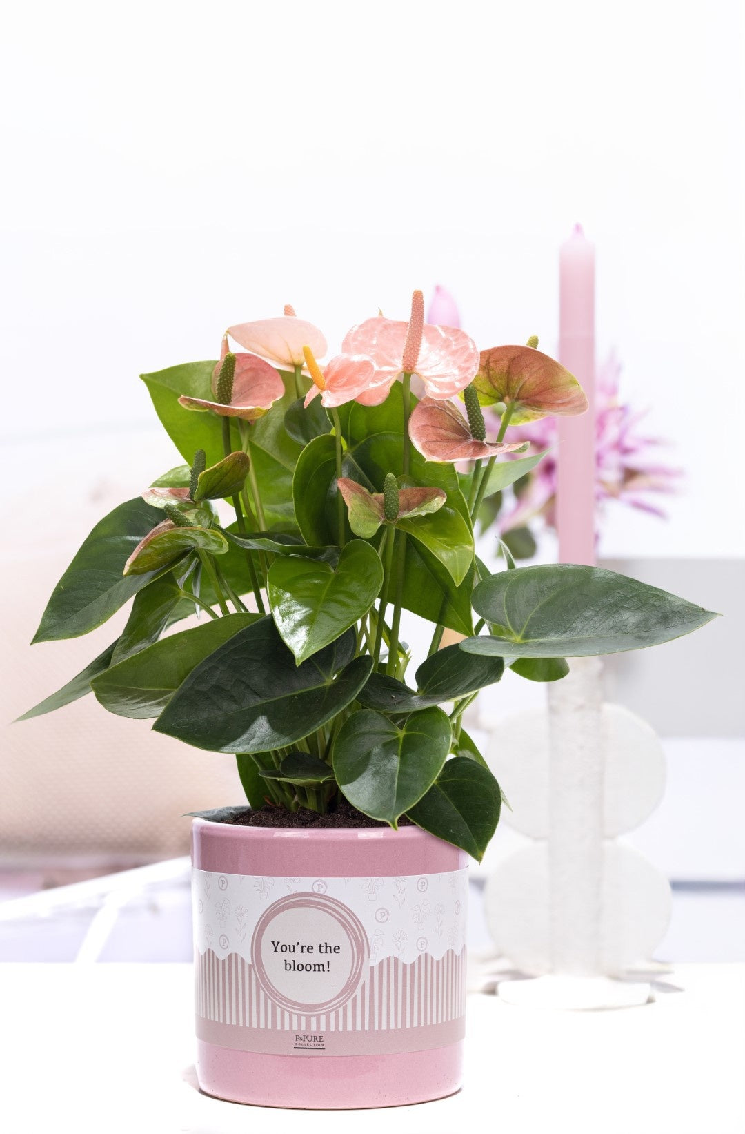 Anthurium An Roze Keramiek You're The Bloom