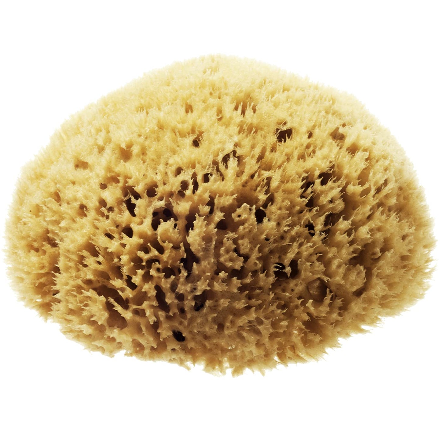 Hydrea London Natural Sea Sponge 5-5.5"- Premium Mediterranean Honeycomb Unbleached Natural Sponge for Bath and Shower for Adults, Women, Men Children
