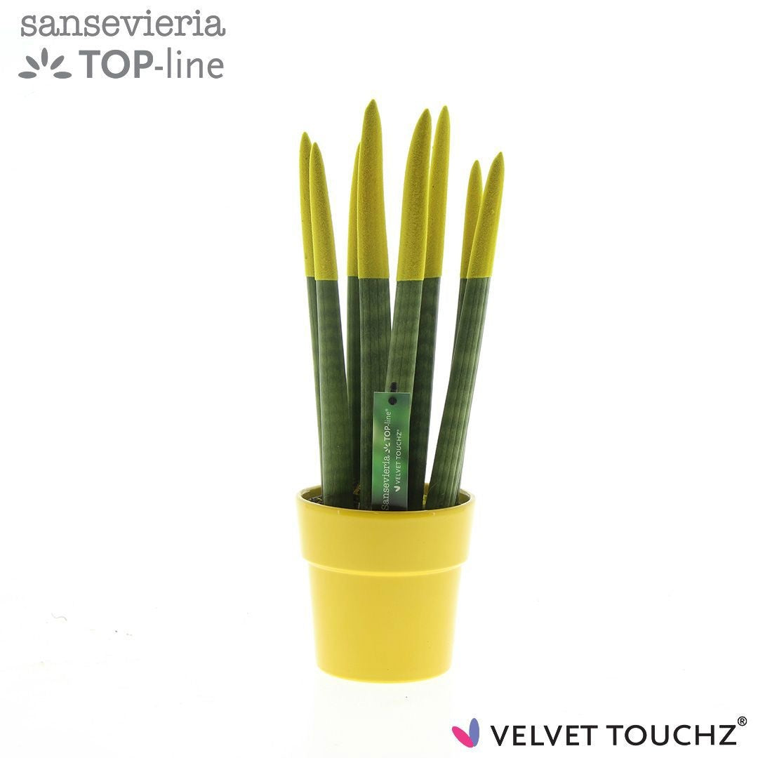 Sans Cyl Velvet Touchz Geel Keramiek
