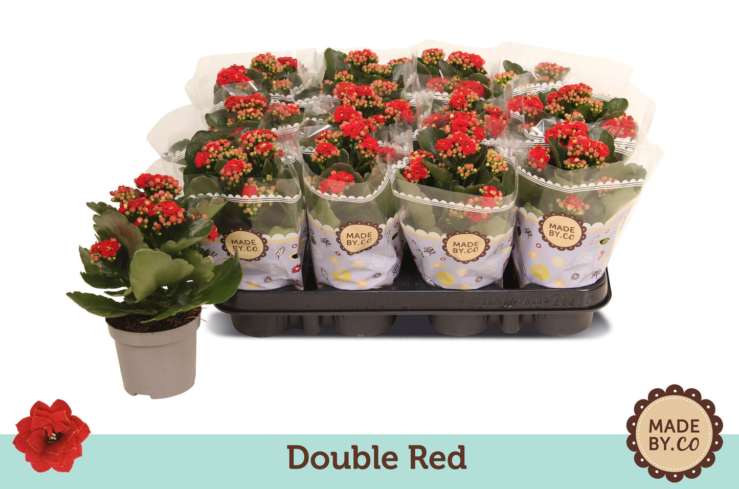 Kalanchoe Gev Rood